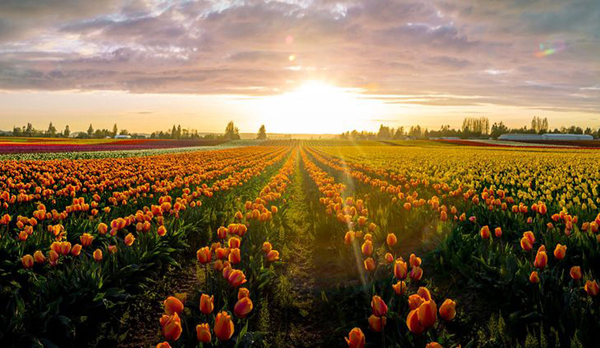 Tulip Field at Sunset
